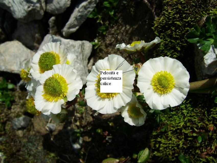 Flora Alpina delle Alpi Occidentali